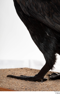 Double-crested cormorant Phalacrocorax auritus foot 0009.jpg